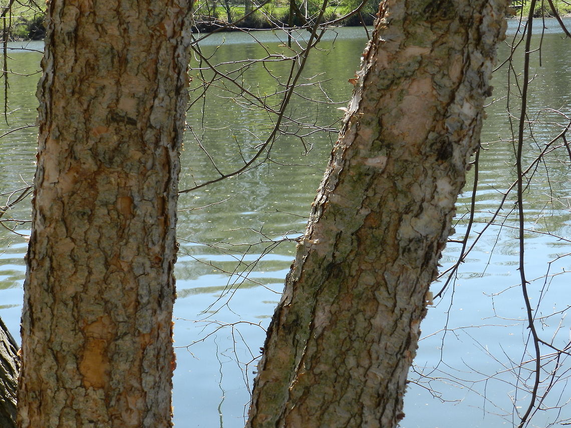River Birch in Colombia, USA  Betula nigra,Geotagged,River Birch,United States