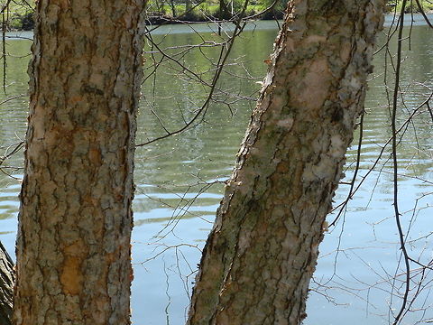 River Birch in Colombia, USA  Betula nigra,Geotagged,River Birch,United States