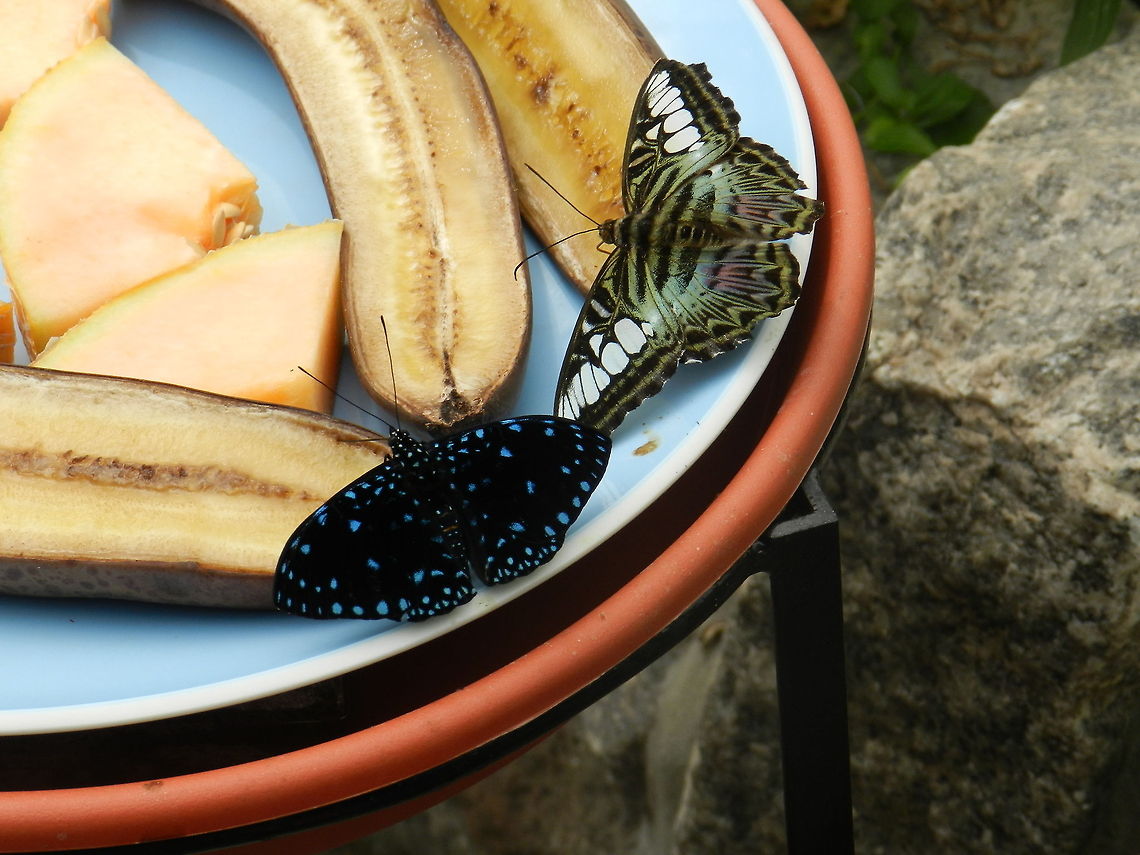 Butterflies  Clipper,Geotagged,Hamadryas laodamia,Parthenos sylvia,Starry Night Cracker or Starry Cracker,United States