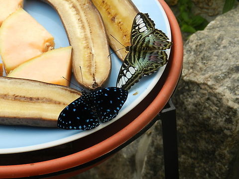 Butterflies  Clipper,Geotagged,Hamadryas laodamia,Parthenos sylvia,Starry Night Cracker or Starry Cracker,United States