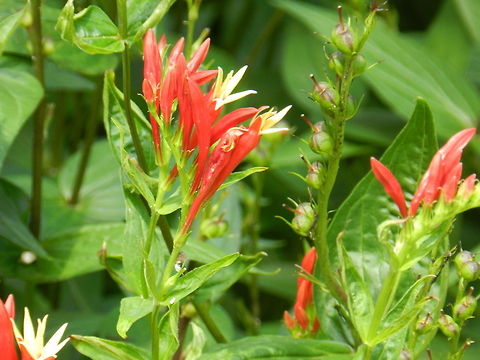 Woodland Pinkroot  Geotagged,Spigelia marilandica,United States,Woodland pinkroot