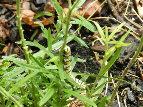 Monarch Caterpillar on milkweed.