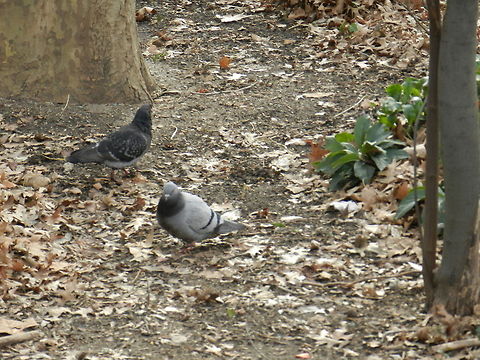 Pigeon  Columba livia domestica,Domestic Rock Pigeon
