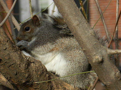 Squirrel in NYC  Eastern gray squirrel,Geotagged,Sciurus carolinensis,United States