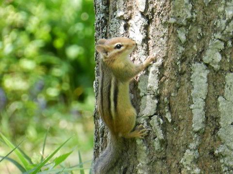 Chipmunk  Eastern chipmunk,Geotagged,Tamias striatus,United States