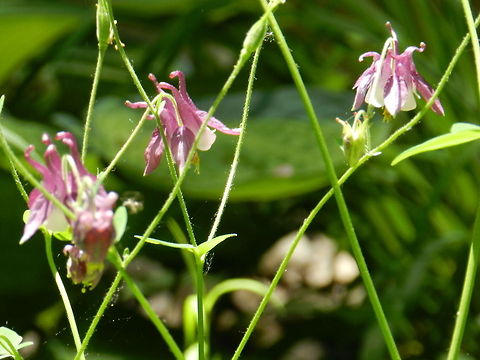 Columbine  Aquilegia canadensis,Eastern Columbine,Geotagged,United States