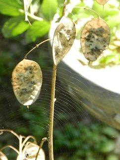 Money Plant Non native to New England region of U.S. Introduced to my garden.  Annual honesty,Geotagged,Lunaria annua,United States