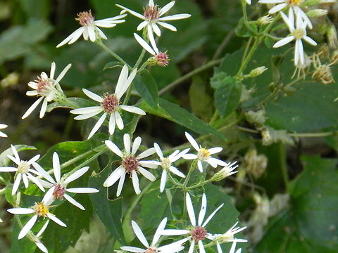 Wild flower, large leaf aster Native flower of New England.  Eurybia macrophylla,Geotagged,Largeleaf Aster,United States