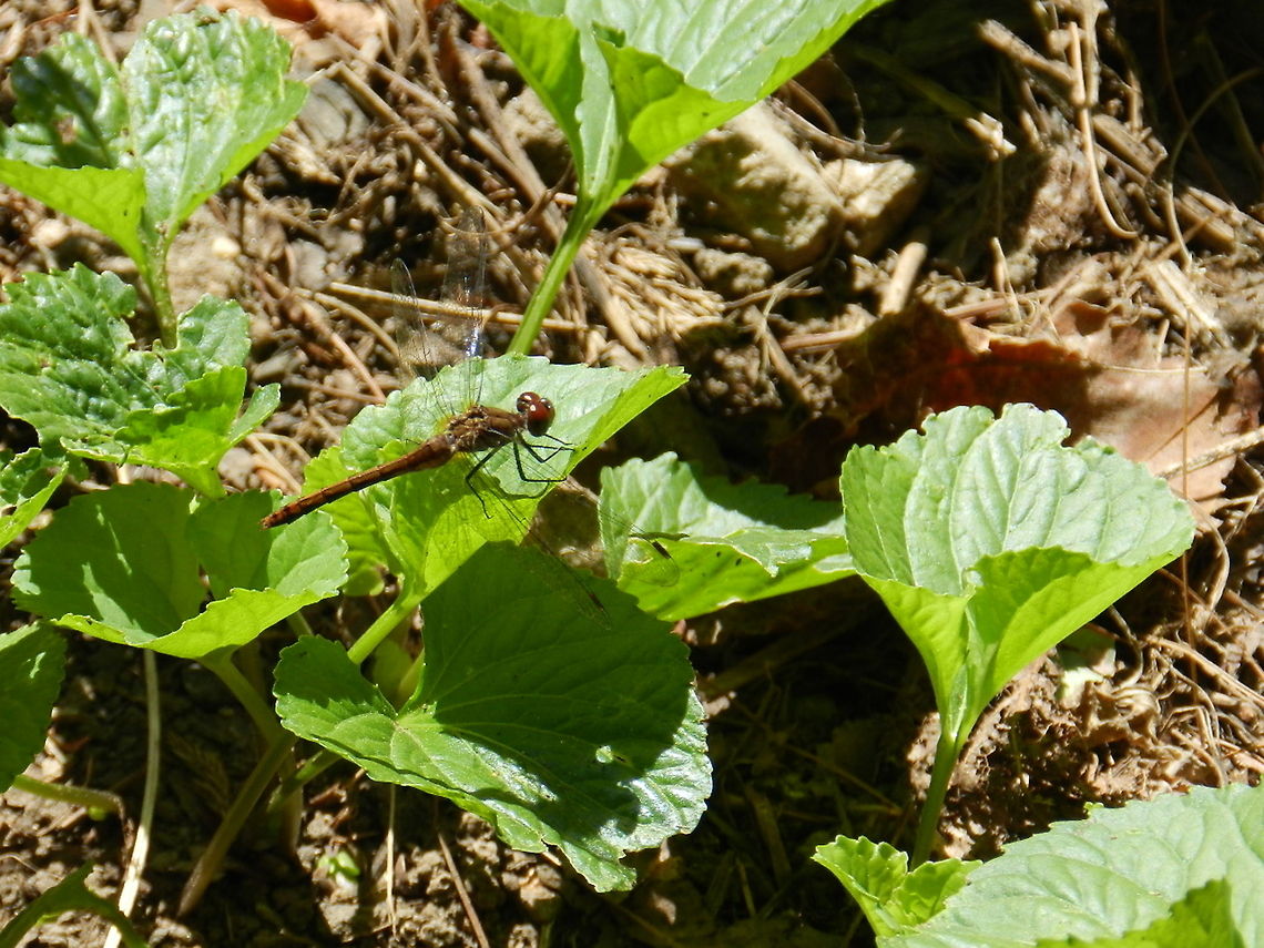 Dragonfly  Geotagged,United States