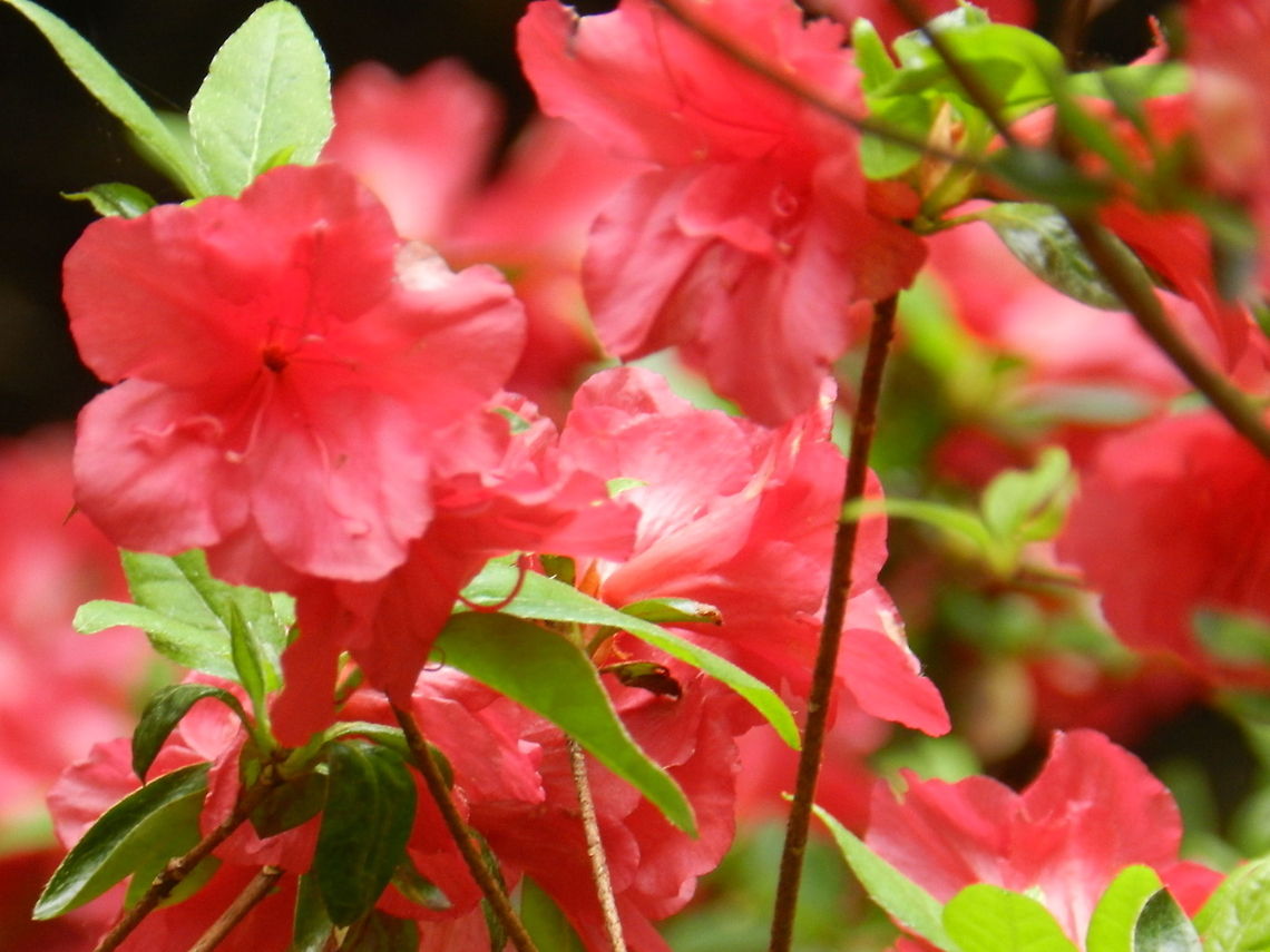 Azalea_2  Geotagged,Rhododendron calendulaceum,United States