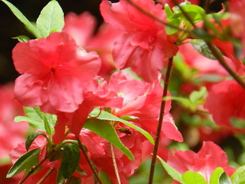 Azalea_2  Geotagged,Rhododendron calendulaceum,United States