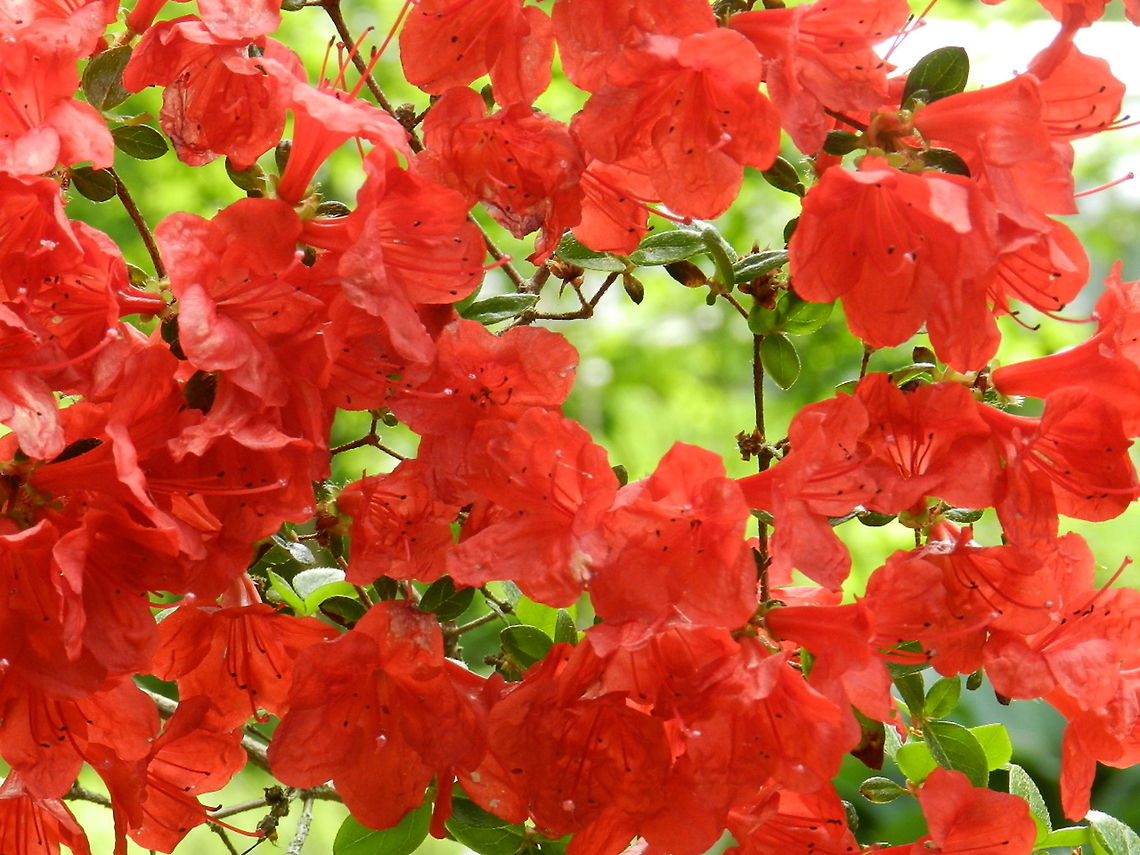 Azalea  Geotagged,Rhododendron calendulaceum,United States