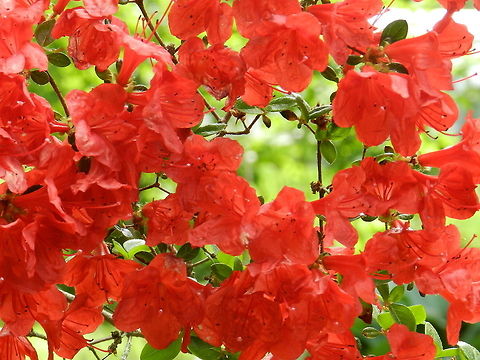 Azalea  Geotagged,Rhododendron calendulaceum,United States