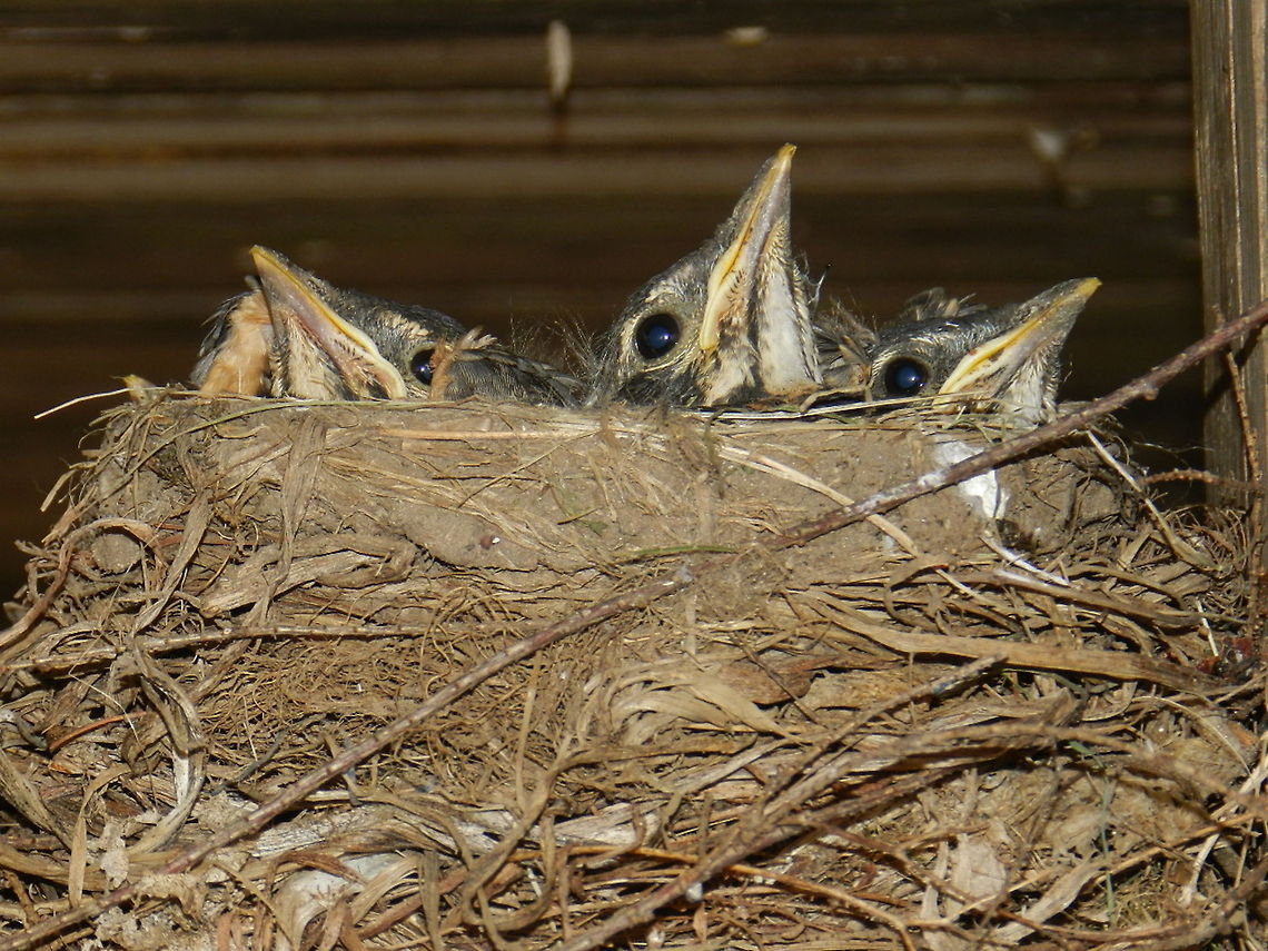 Baby_Robin Turdus migratorius (Migratory songbird from the thrush family) American Robin,Geotagged,Turdus migratorius,United States