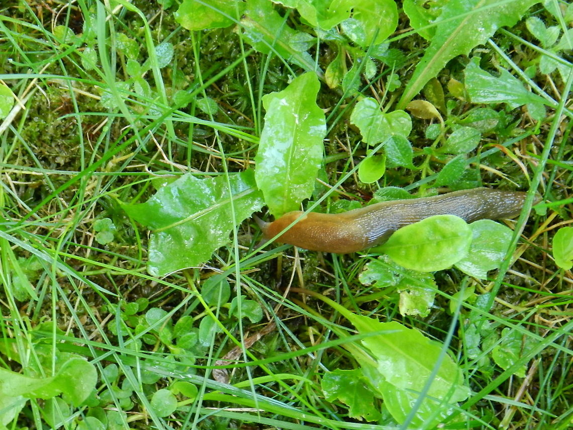 Yellow slug/Tawny slug Limax flavus <br />
Gardeners despise them. However they do enrich the soil and a source of food for many mammals.  Limax flavus