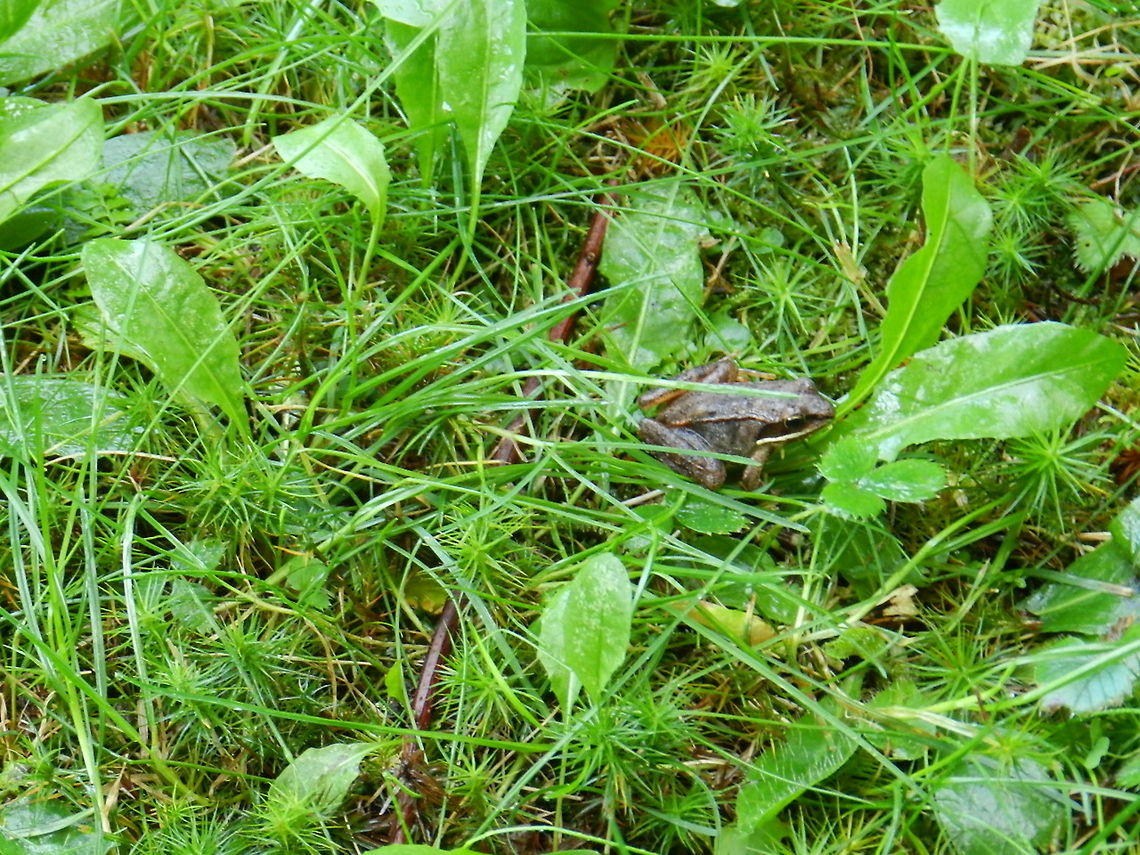 Wood frog  Lithobates sylvaticus,wood frog