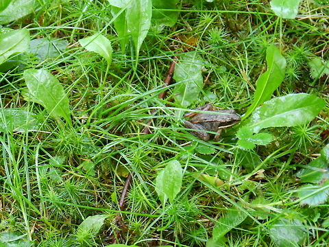 Wood frog  Lithobates sylvaticus,wood frog
