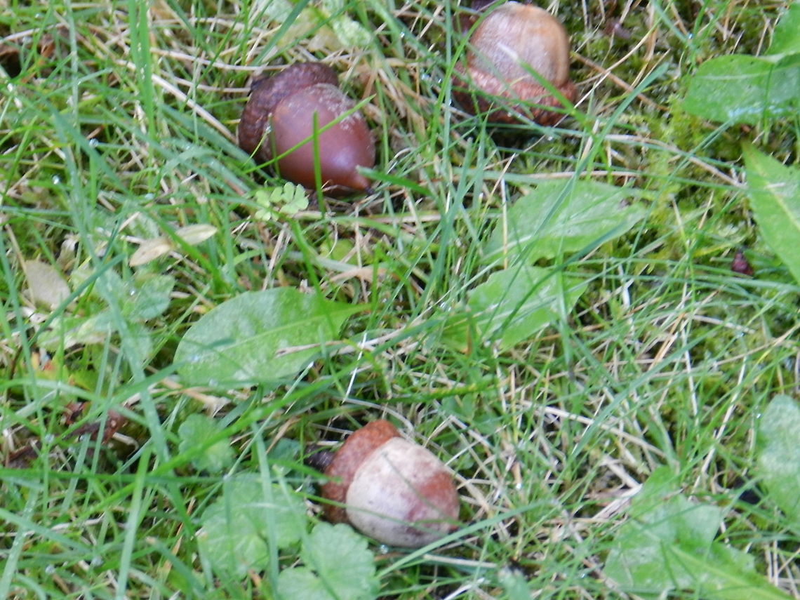 Acorns Acorns from Oak tree (Quercus rubra) Geotagged,Northern red oak,Quercus rubra,United States