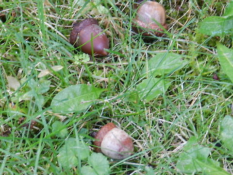 Acorns Acorns from Oak tree (Quercus rubra) Geotagged,Northern red oak,Quercus rubra,United States