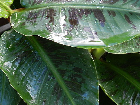 Dwarf Cavendish Banana Tree Non native to New England. A garden plant.