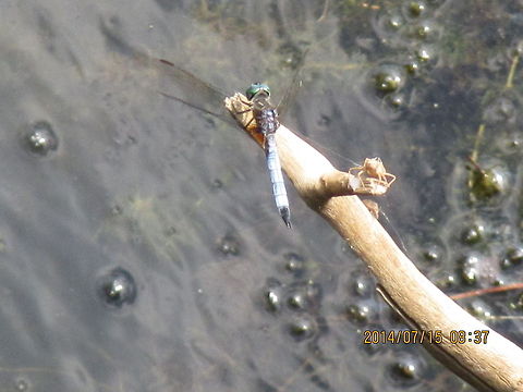 Dragonfly Blue dasher, Pachydiplax longipennis.  Blue Dasher,Geotagged,Pachydiplax longipennis,United States