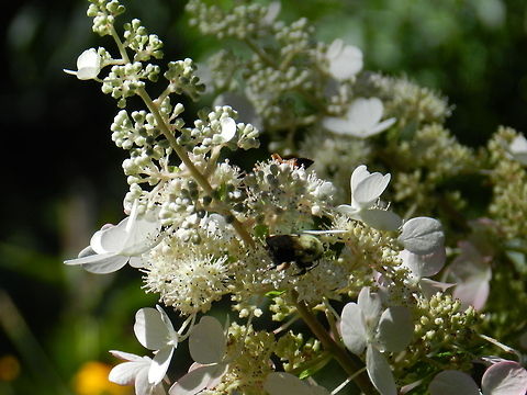 Bumble Bee Bombus Impatiens.  Bombus impatiens,Geotagged,United States
