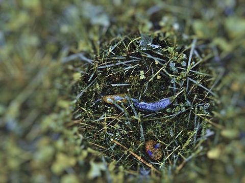 Garden slug Limax flavus 
Gardeners despise them. However they do enrich the soil and a source of food for many mammals.  Geotagged,Limax flavus,United States,Yellow slug,garden slug,tawny garden slug,yellow slug