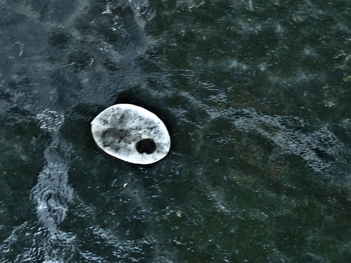 Bloom where you are planted. Lunaria annua seed A seed of the money plant (Lunaria annua ). Annual honesty,Geotagged,Lunaria annua,United States