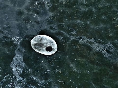 Bloom where you are planted. Lunaria annua seed A seed of the money plant (Lunaria annua ). Annual honesty,Geotagged,Lunaria annua,United States