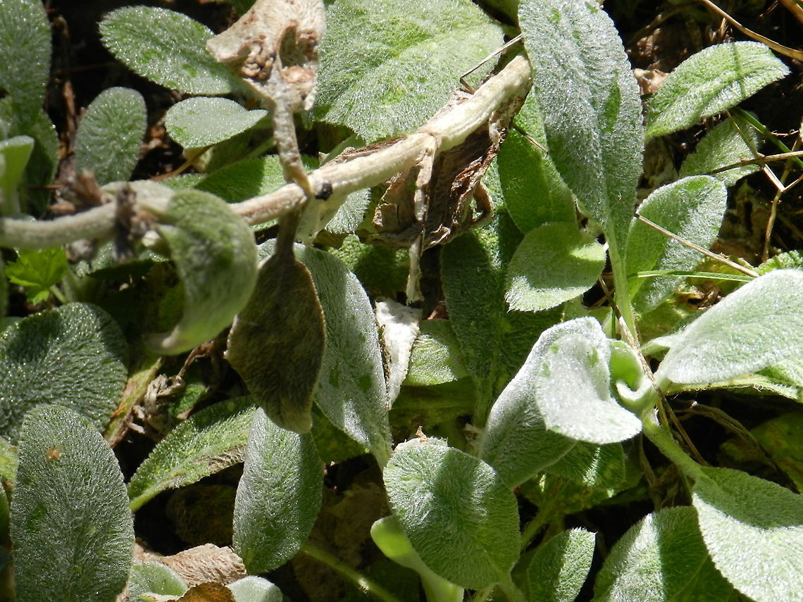 Stachys byzantina (Lambs ears)  Lambs Ear,Stachys byzantina