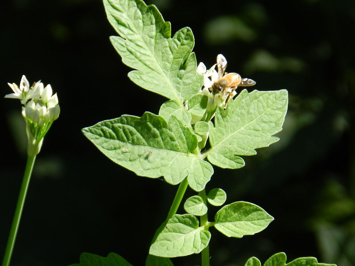 Flying insect