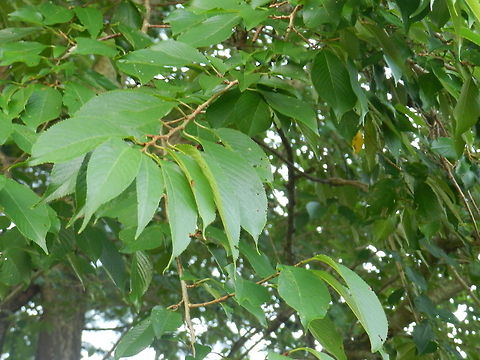 Hickory Native tree of Maine Carya ovata,Geotagged,Shagbark hickory