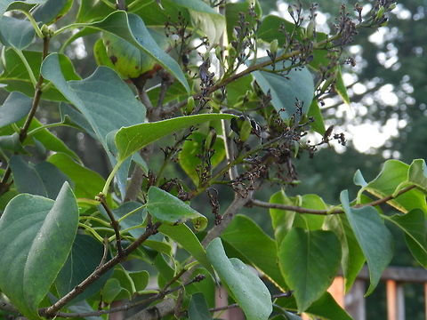 Lilac in autumn  Common Lilac,Geotagged,Syringa vulgaris,United States