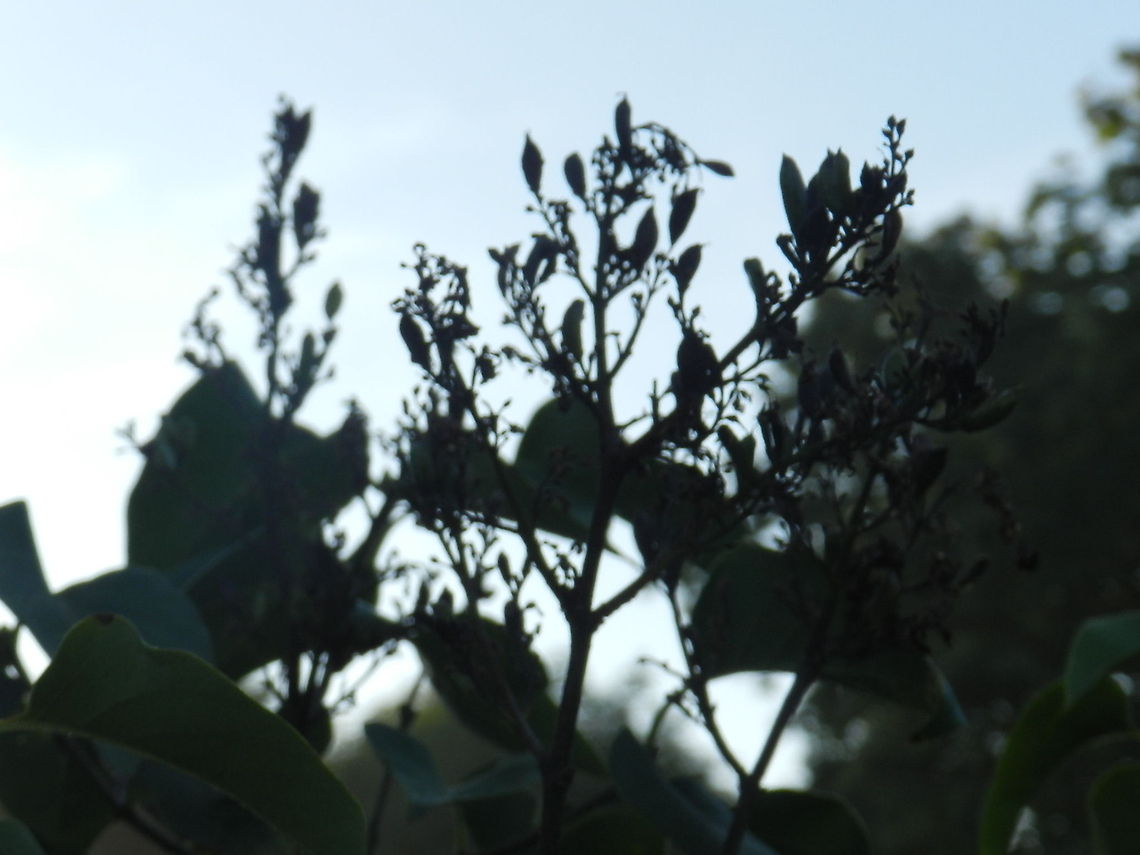 Lilac in autumn