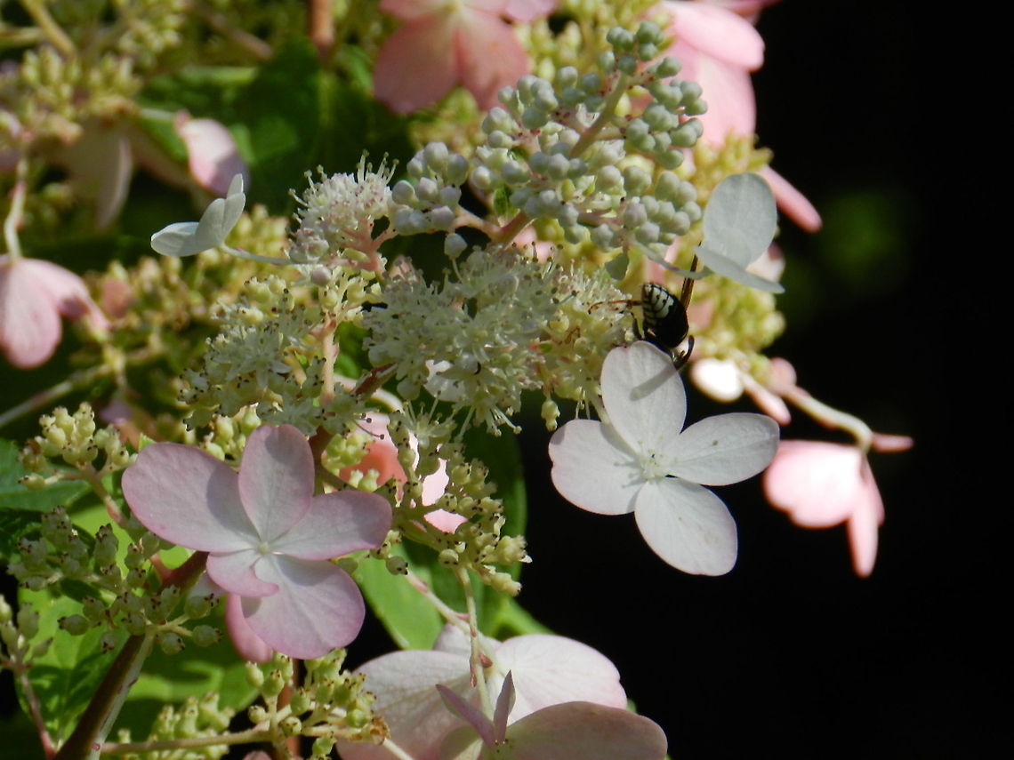 Bald faced hornet (Pinky Winky flower)  Bald faced hornet,Geotagged,United States,bug,flying,hornet,hydrangea,insect,pinky winky