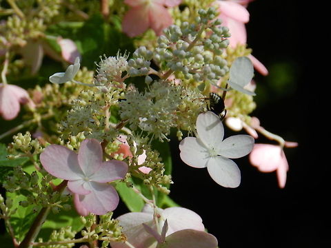 Bald faced hornet (Pinky Winky flower)  Bald faced hornet,Geotagged,United States,bug,flying,hornet,hydrangea,insect,pinky winky