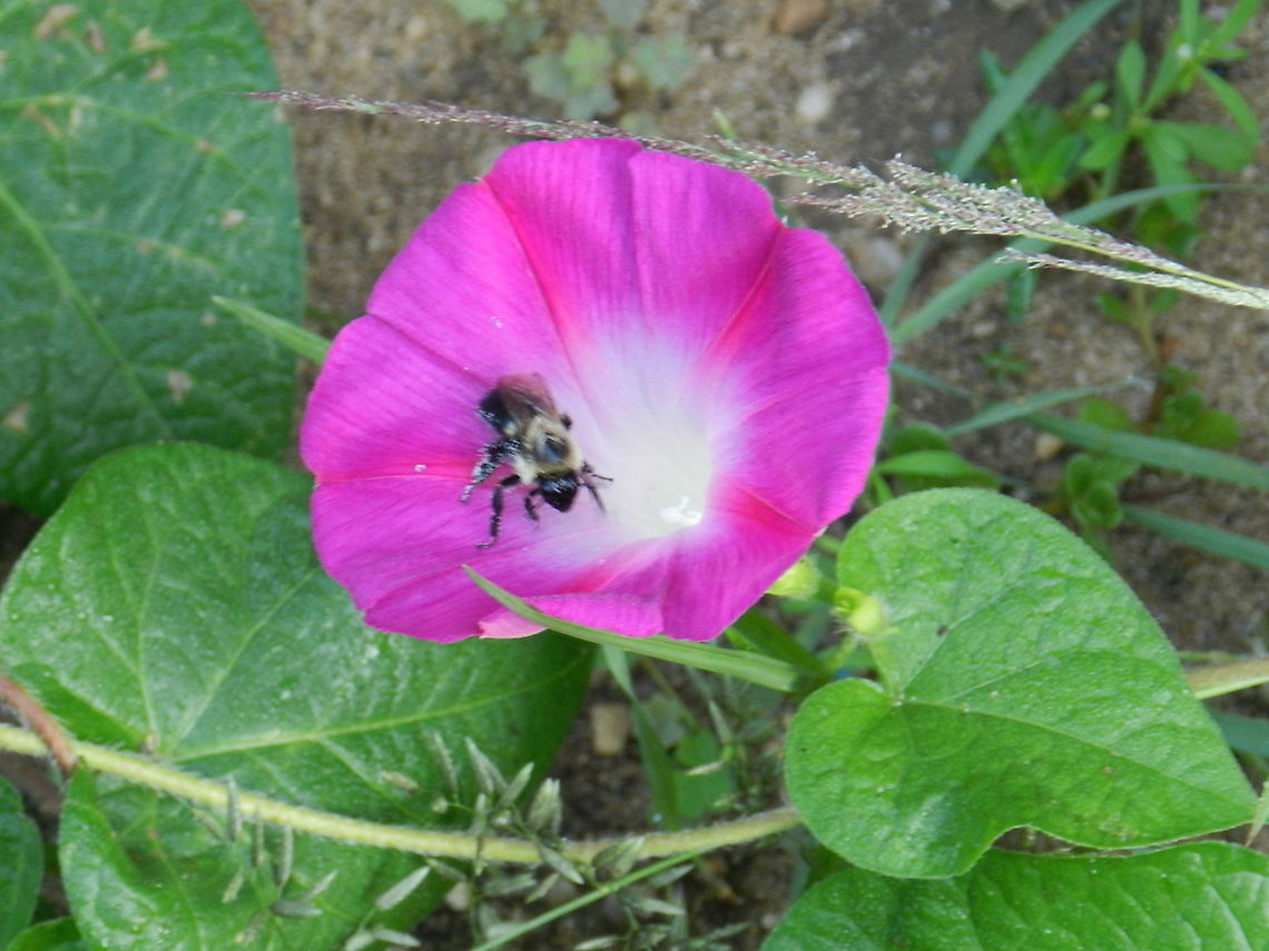 Glorious morning glory