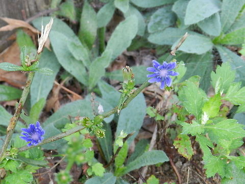 Blue flowers Cichorium sp. Wild flowers,blue,blue flowers,flowers,native flowers
