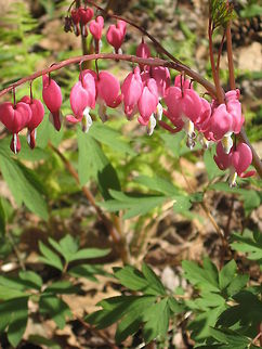 Bleeding heart  Geotagged,Lamprocapnos spectabilis,United States