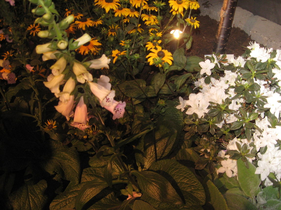 Digitalis  Common Foxglove,Digitalis purpurea