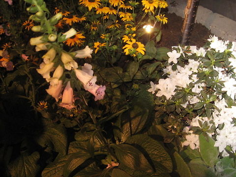 Digitalis  Common Foxglove,Digitalis purpurea