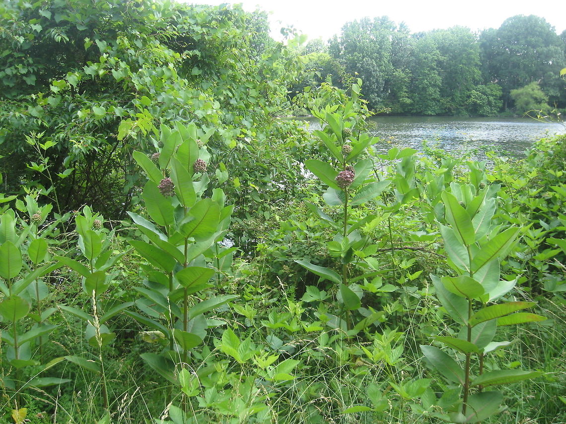 Milkweed  Asclepias syriaca,Geotagged,United States