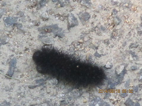 juvenile caterpillar of giant leopard moth  Geotagged,United States