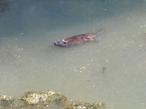 Beaver  Castor canadensis,Geotagged,North American Beaver,United States
