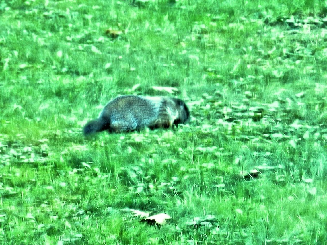 Woodchuck  Groundhog,Marmota monax