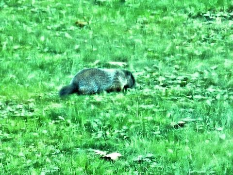 Woodchuck  Groundhog,Marmota monax