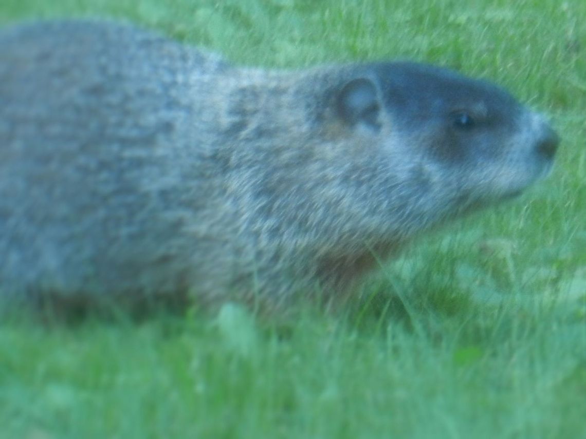Woodchuck  Groundhog,Marmota monax