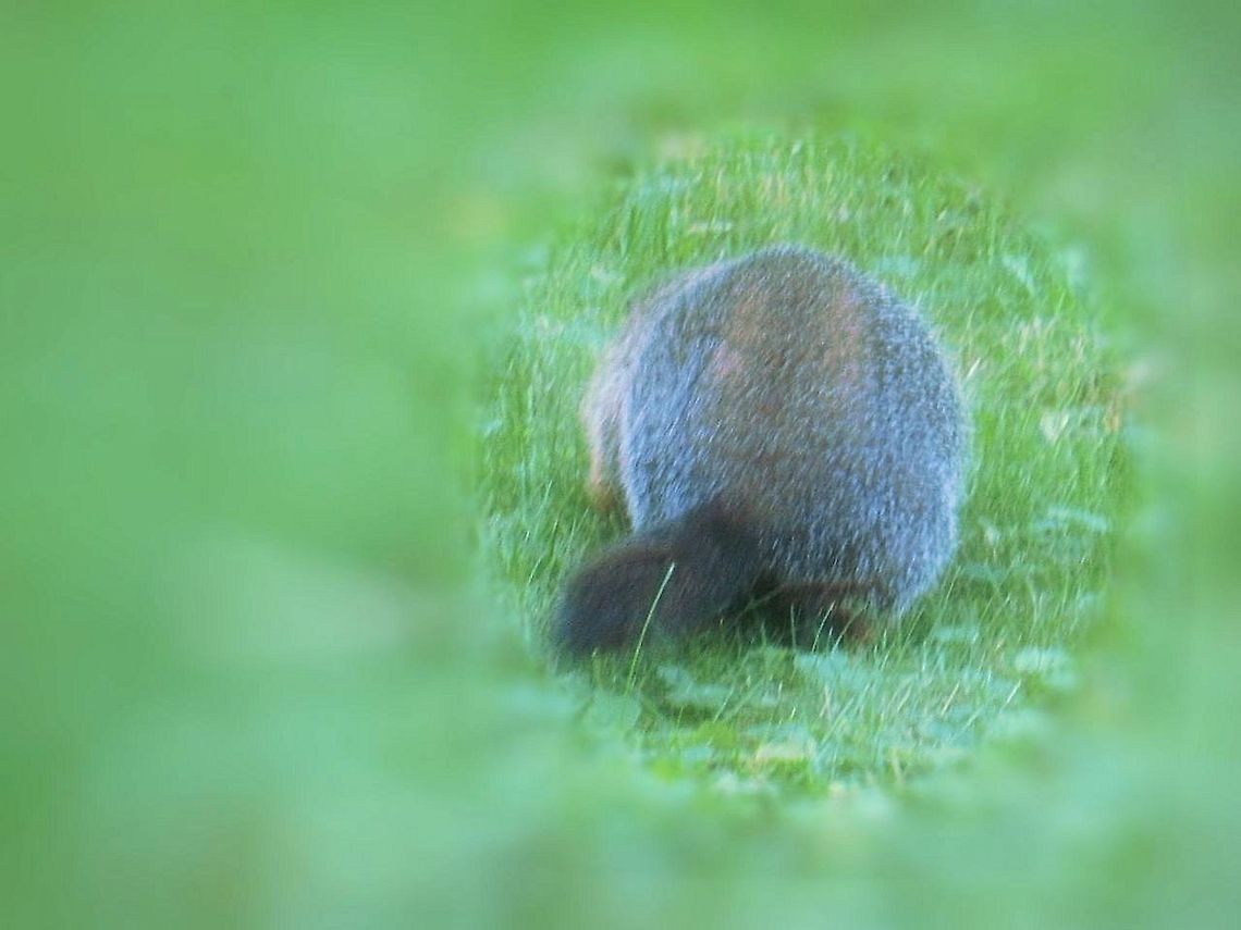 Woodchuck, ground squirrel or ground hog. Fattening up for the winter. It is almost time to hibernate.   Groundhog,ground squirrel,wood chuck