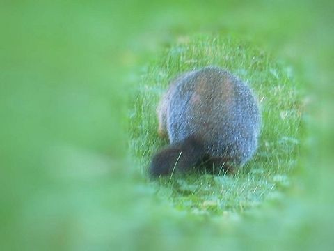 Woodchuck, ground squirrel or ground hog. Fattening up for the winter. It is almost time to hibernate.   Groundhog,ground squirrel,wood chuck