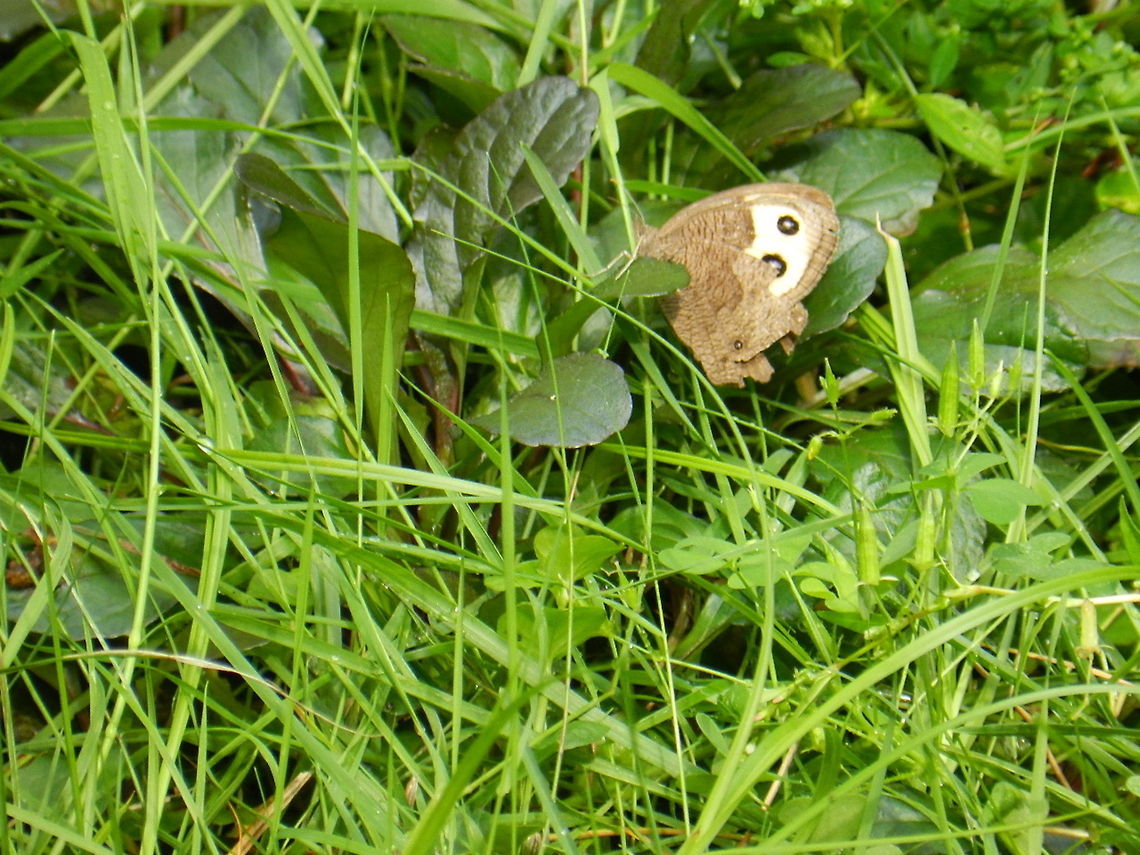 Cercyonis pegala Common Wood Nymph, Brushfoot family Cercyonis pegala,Common Wood-nymph